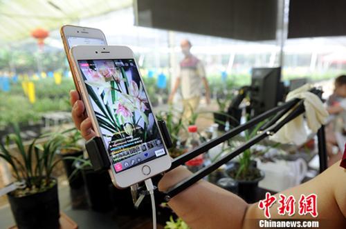 图为8月29日，福建省南靖县青轩花卉有限公司的一个玻璃房内，网络主播用手机进行直播，销售兰花。中新社记者